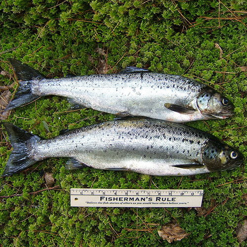 Fisherman's Gag Ruler